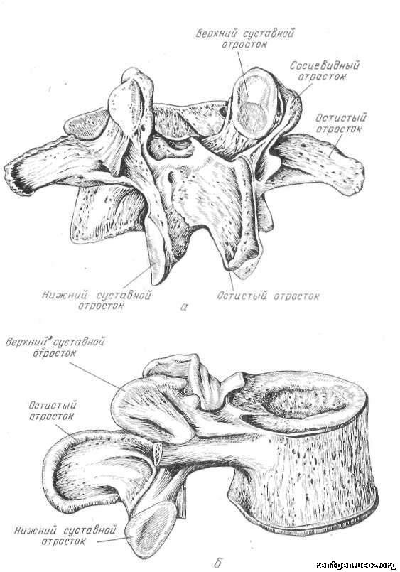 Отростки поясничного позвонка. Поясничный позвонок вид сбоку. Поясничный позвонок вид сбоку и сзади. Поясничный позвонок анатомия вид сбоку. Анатомия поясничного позвонка вид сзади.