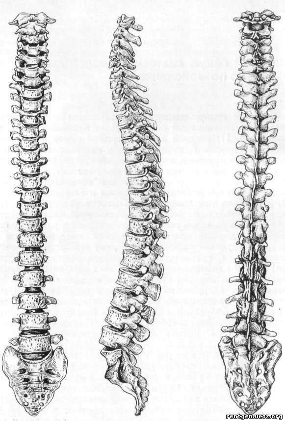Позвоночный столб рисунок